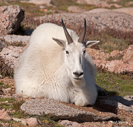 Arapaho NF Mount Evans Mountain Goat