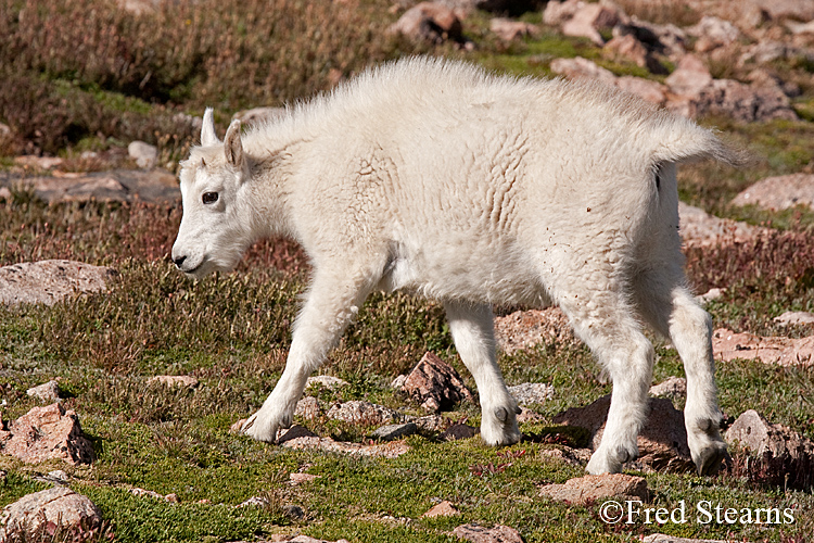 Mount Evans Mountain Goat