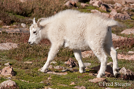 Arapaho NF Mount Evans Mountain Goat