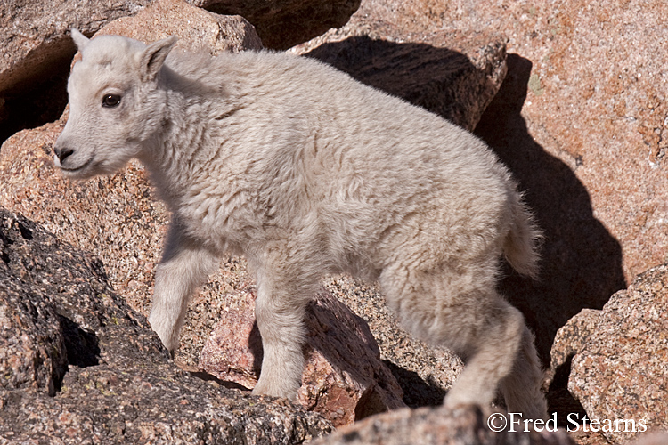 Mount Evans Mountain Goat