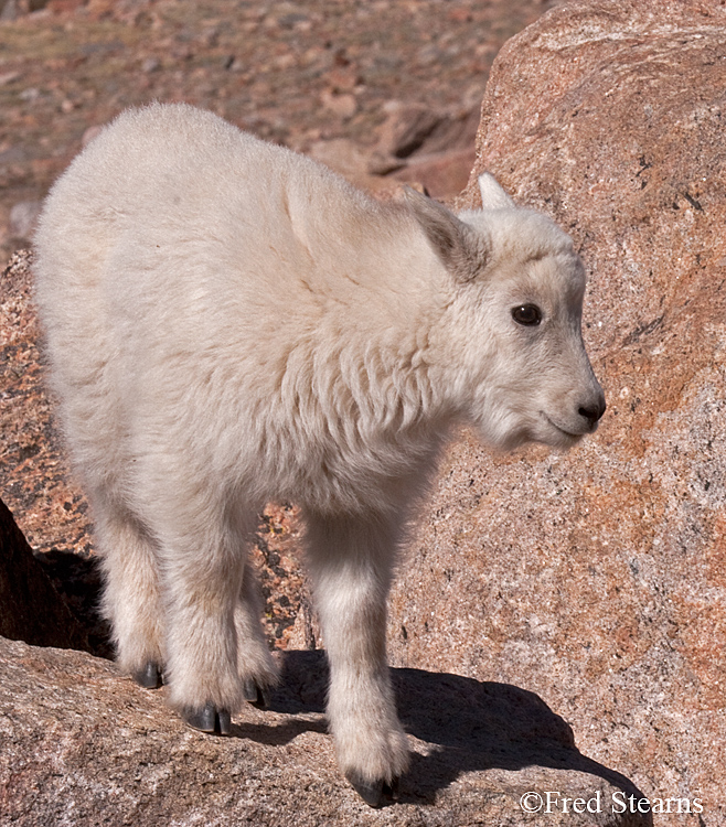 Mount Evans Mountain Goat