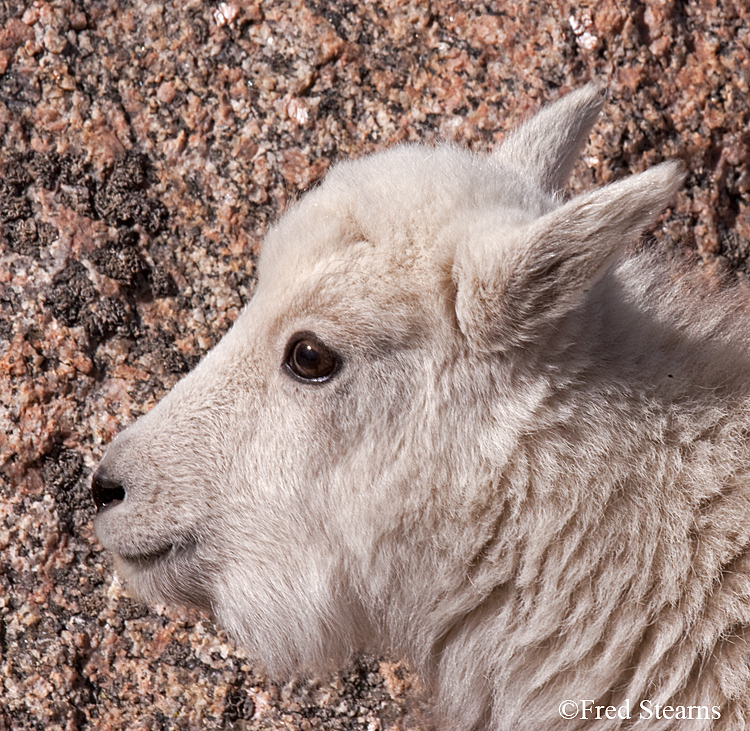 Mount Evans Mountain Goat