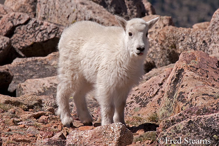 Mount Evans Mountain Goat