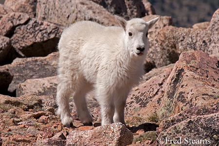 Arapaho NF Mount Evans Mountain Goat