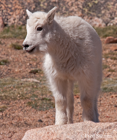 Arapaho NF Mount Evans Mountain Goat