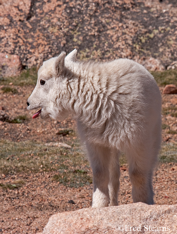 Mount Evans Mountain Goat