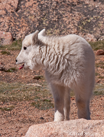 Arapaho NF Mount Evans Mountain Goat