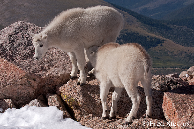 Mount Evans Mountain Goat