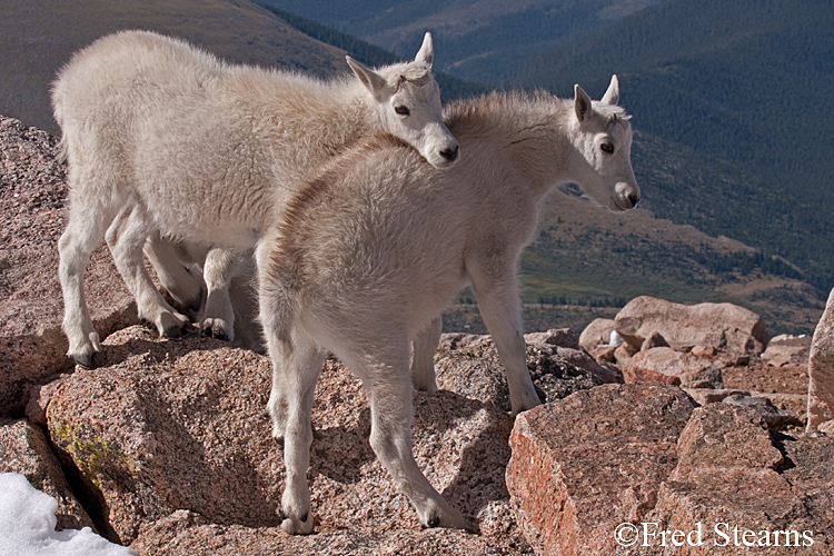 Mount Evans Mountain Goat