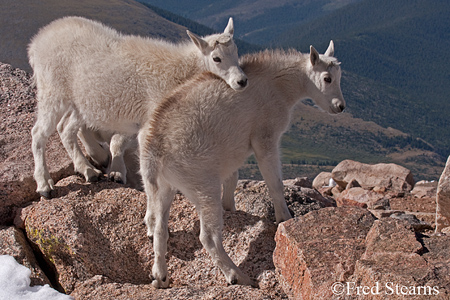 Arapaho NF Mount Evans Mountain Goat