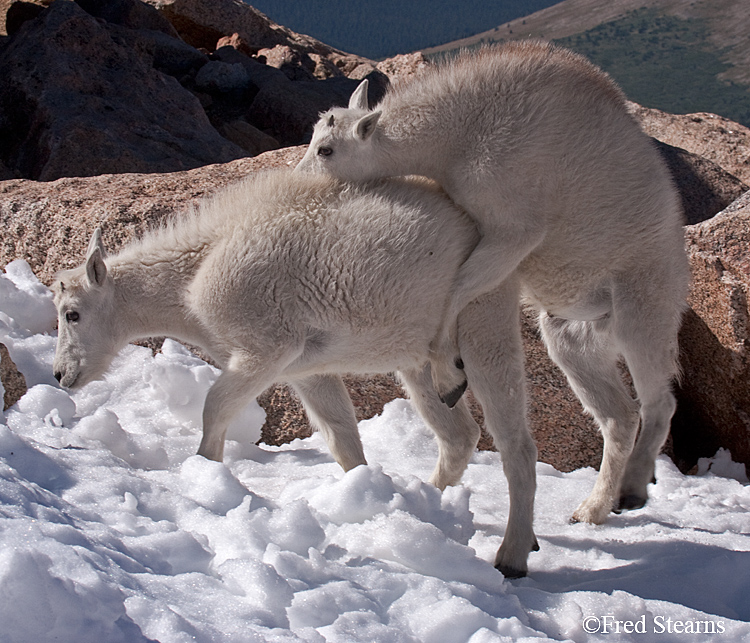 Mount Evans Mountain Goat