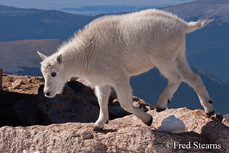 Mount Evans Mountain Goat