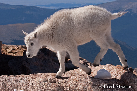 Arapaho NF Mount Evans Mountain Goat