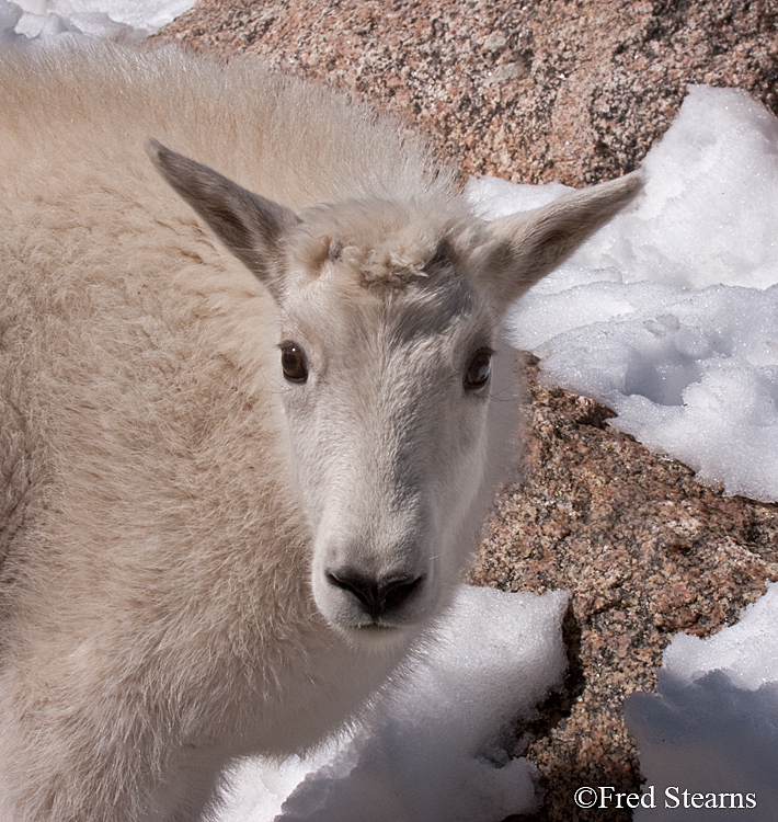 Mount Evans Mountain Goat