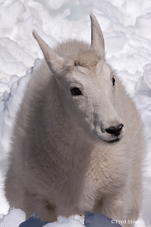 Mount Evans Mountain Goat