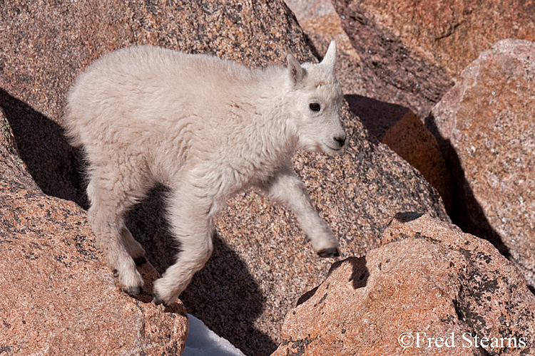 Mount Evans Mountain Goat