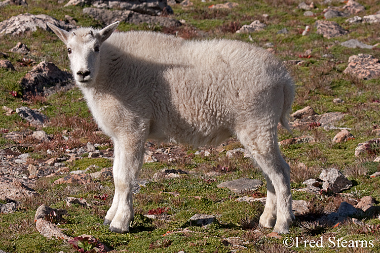 Mount Evans Mountain Goat