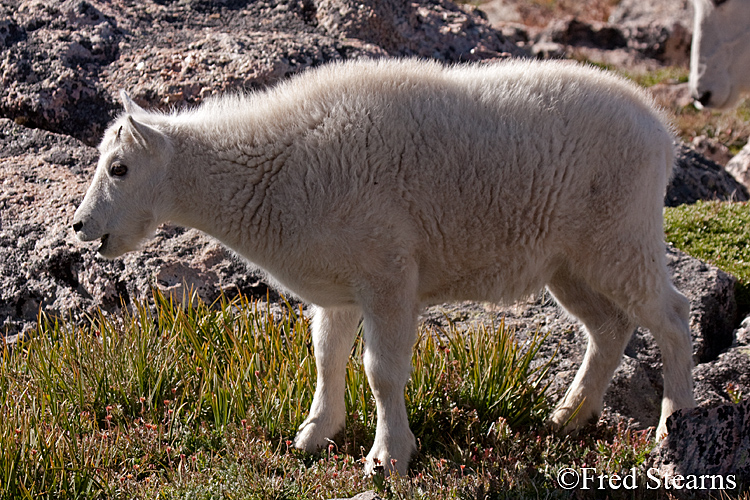 Mount Evans Mountain Goat