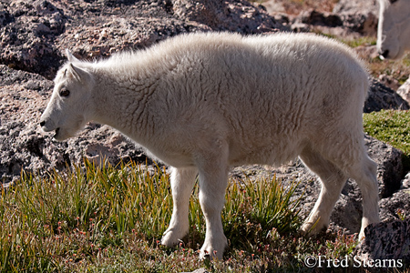 Arapaho NF Mount Evans Mountain Goat