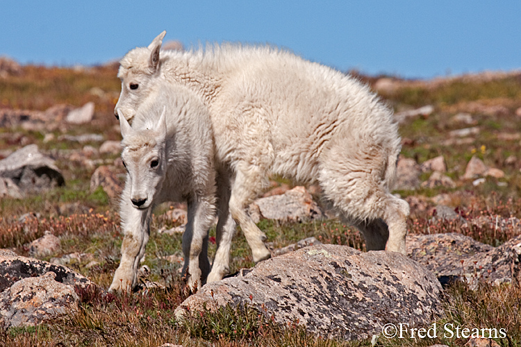 Mount Evans Mountain Goat