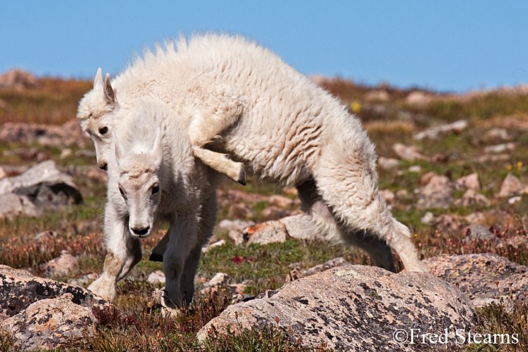 Mount Evans Mountain Goat