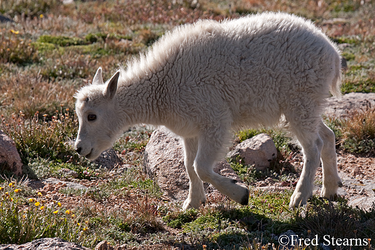 Mount Evans Mountain Goat