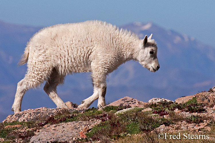 Mount Evans Mountain Goat