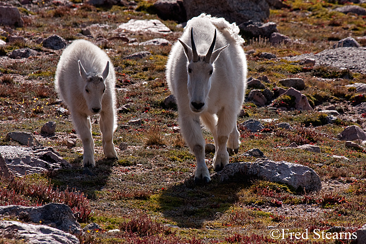 Mount Evans Mountain Goat