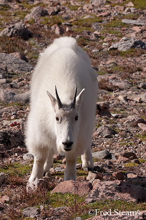 Mount Evans Mountain Goat