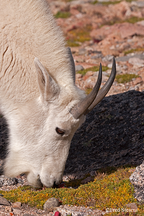 Mount Evans Mountain Goat