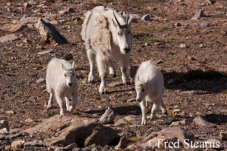 Mount Evans Mountain Goat