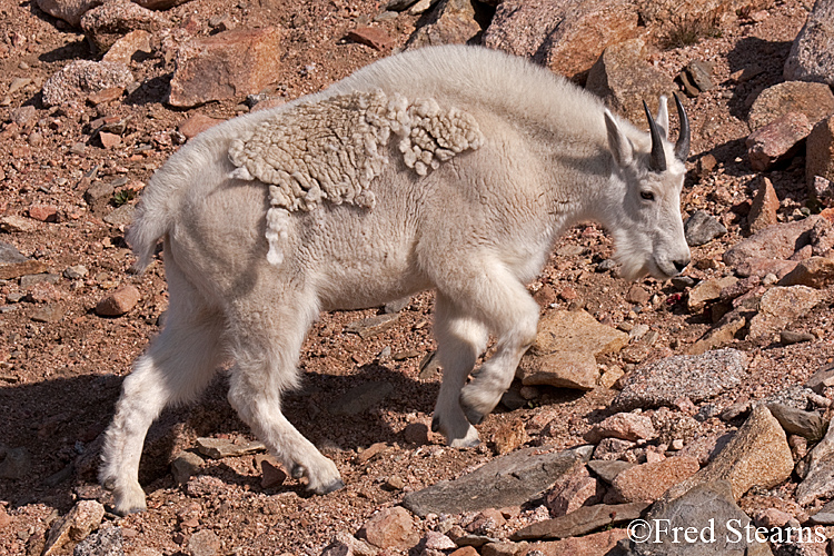 Mount Evans Mountain Goat