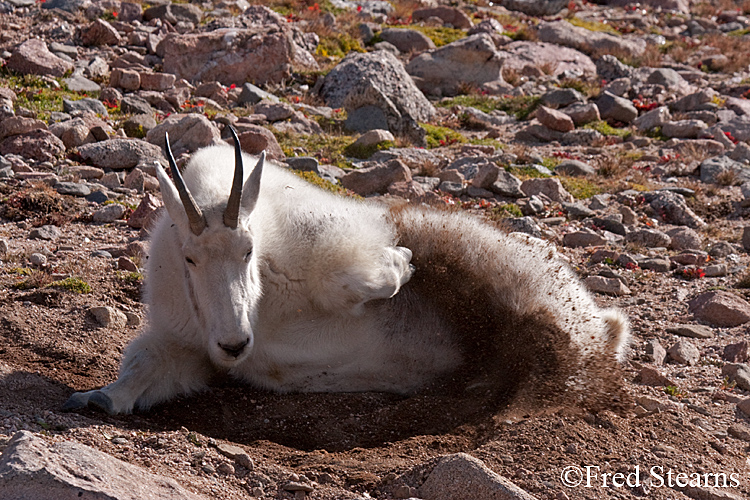 Mount Evans Mountain Goat