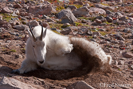 Arapaho NF Mount Evans Mountain Goat