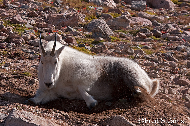 Mount Evans Mountain Goat