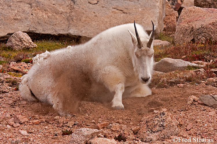 Mount Evans Mountain Goat