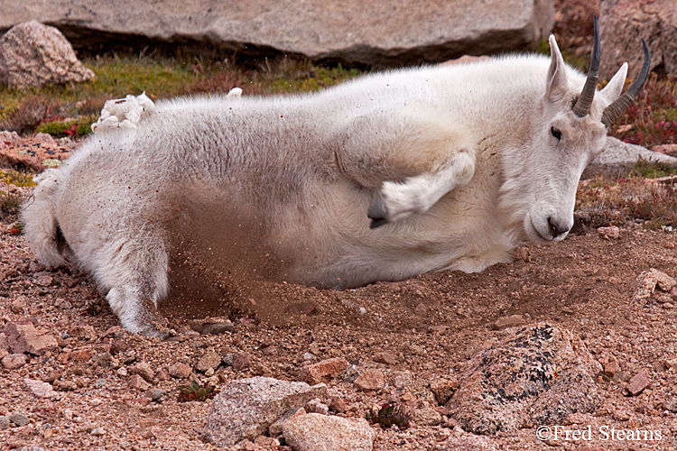 Mount Evans Mountain Goat