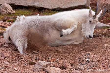 Arapaho NF Mount Evans Mountain Goat