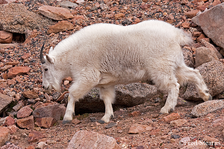 Mount Evans Mountain Goat