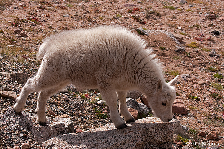 Mount Evans Mountain Goat