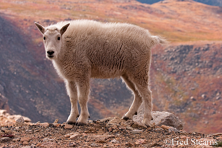 Mount Evans Mountain Goat