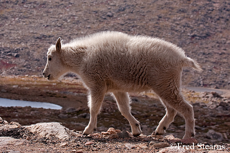 Mount Evans Mountain Goat