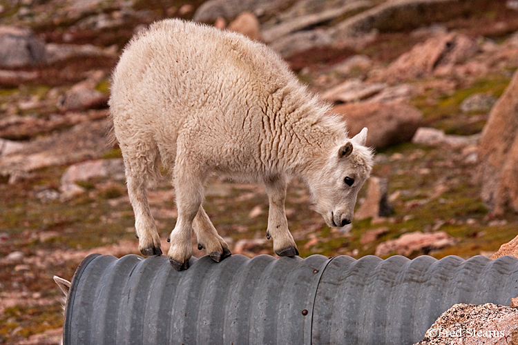 Mount Evans Mountain Goat