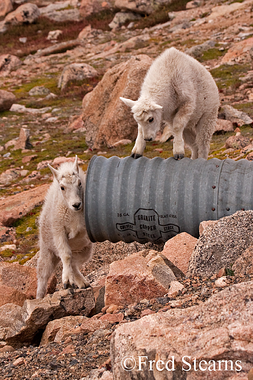 Mount Evans Mountain Goat