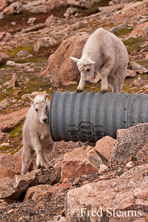 Arapaho NF Mount Evans Mountain Goat