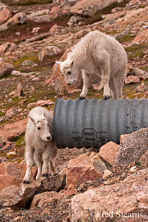 Mount Evans Mountain Goat