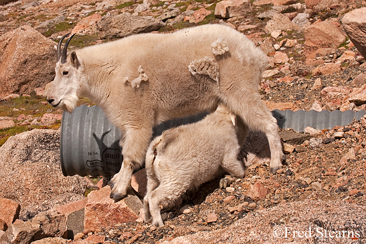 Mount Evans Mountain Goat