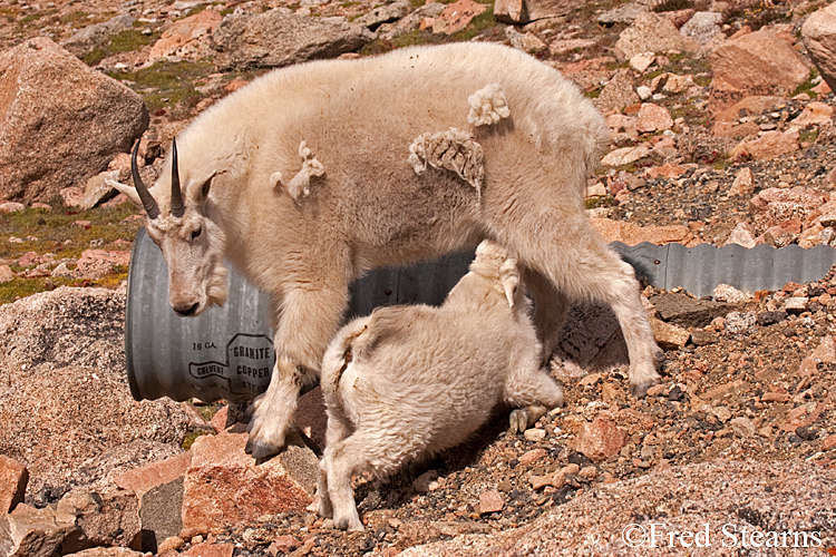 Mount Evans Mountain Goat