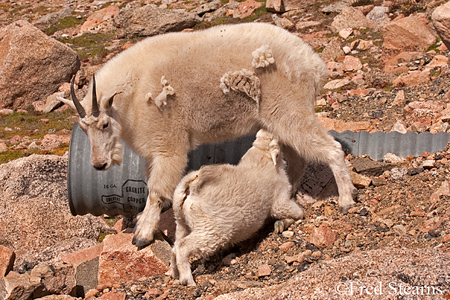 Arapaho NF Mount Evans Mountain Goat