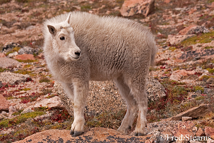 Mount Evans Mountain Goat